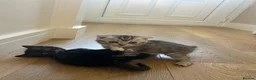 Mixed Breed cats for sale: 6 Beautiful Kittens - Advert 27