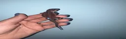 Bearded Dragon reptiles for sale: 100% red monster bearded dragon babies🐉 - Advert 6