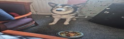 Siberian Husky dogs for stud: Beautiful and friendly Male dog for STUD ONLY - Advert 4