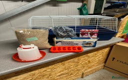 Chickens poultry for sale: Chicks and Starter sets  - Image 1
