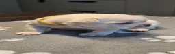 French Bulldog dogs for sale: French bulldog puppy  in Warrington - Advert 12
