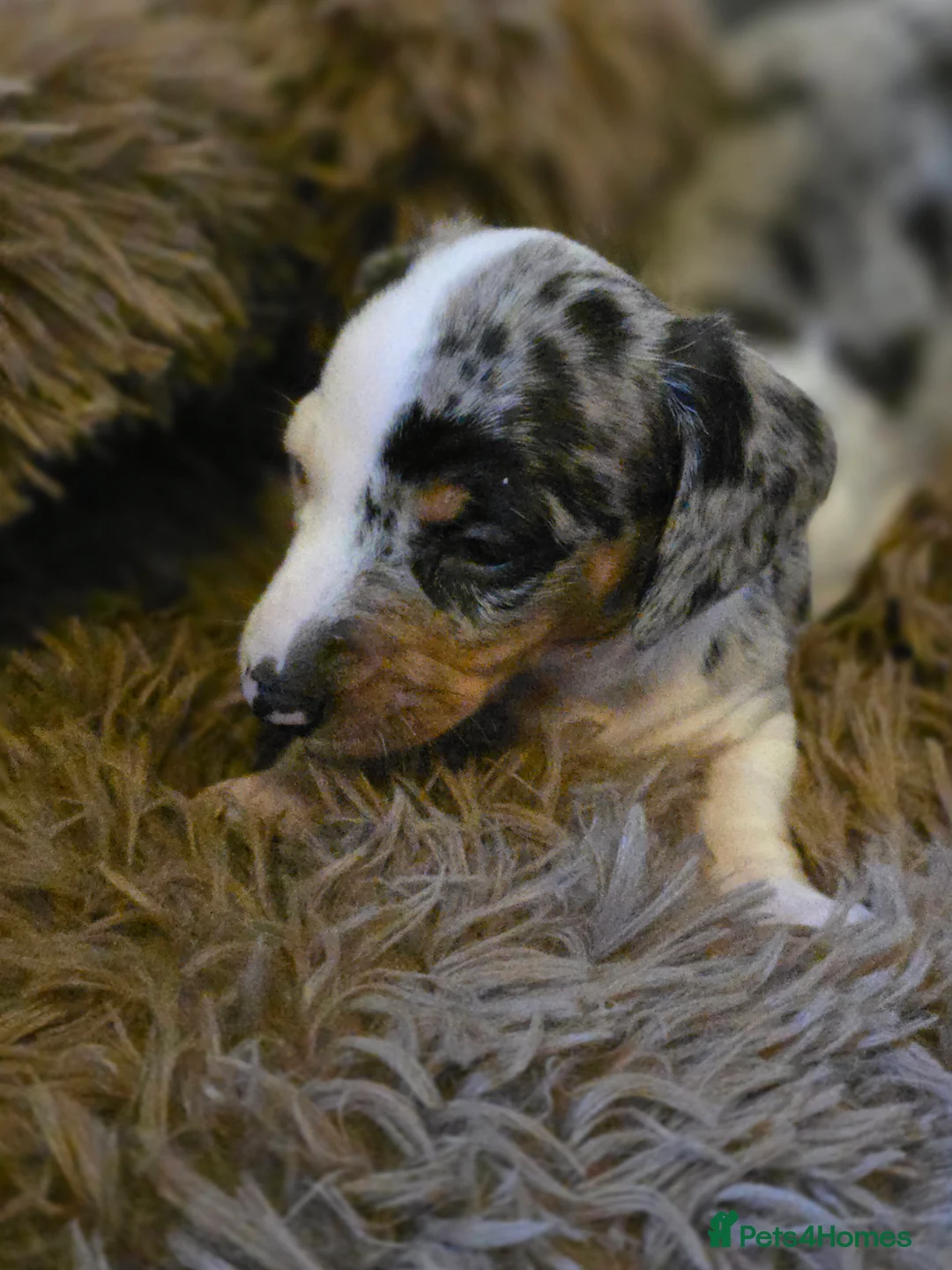 Miniature Dachshund dogs for sale: Stunning Little Sausages-Rare Coats, Loving Hearts in Reading - Advert 2