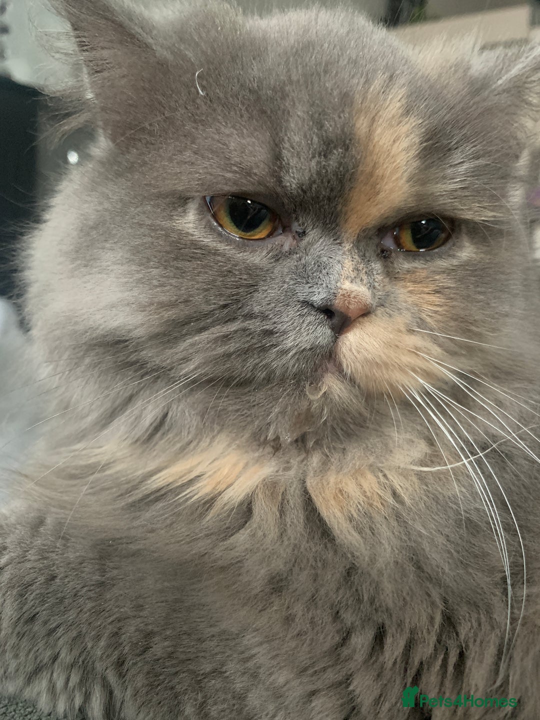 Persian cats for sale: Female Persian  - Advert 4