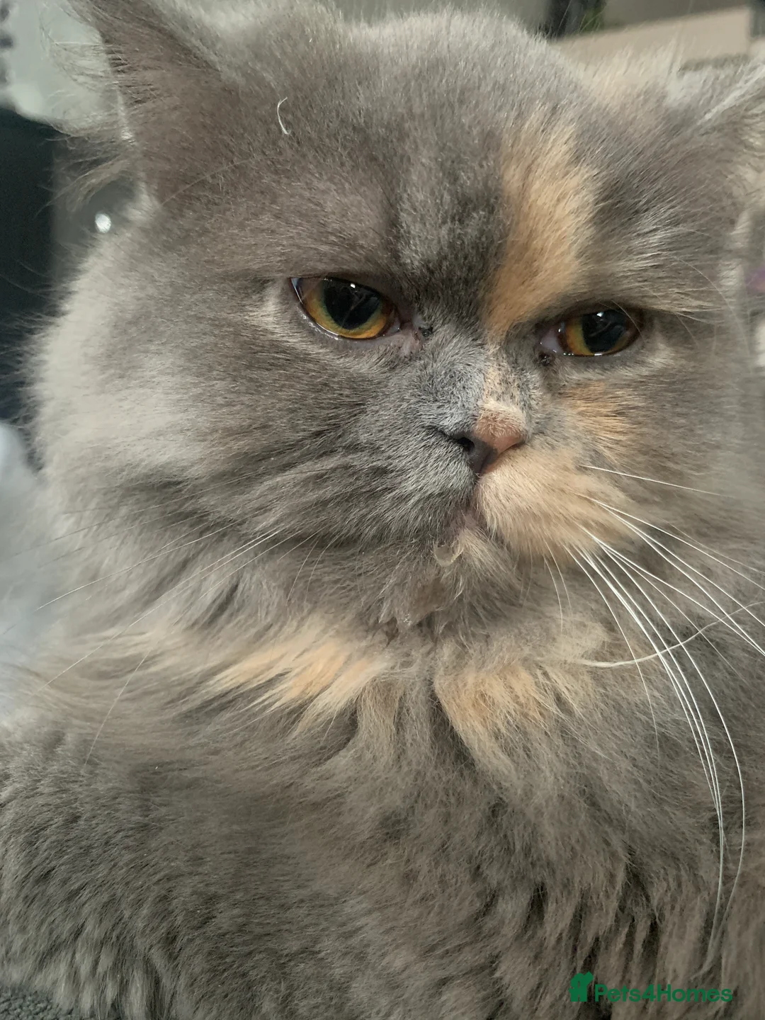 Persian cats for sale: Female Persian  - Advert 4