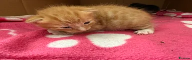 Dark ginger