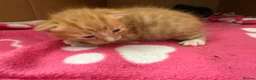 Mixed Breed cats for sale: Stunning litter off fur babies  - Advert 6