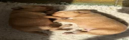 Labrador Retriever dogs for sale: Labrador Puppies for sale - Advert 10