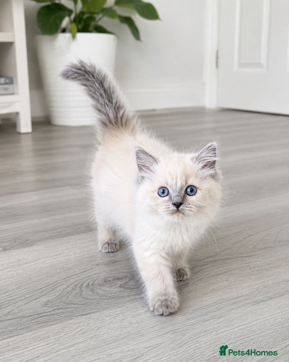 Ragdoll cats Stunning Pedigree Ragdoll Girls | Only 2 Left  - Advert 2