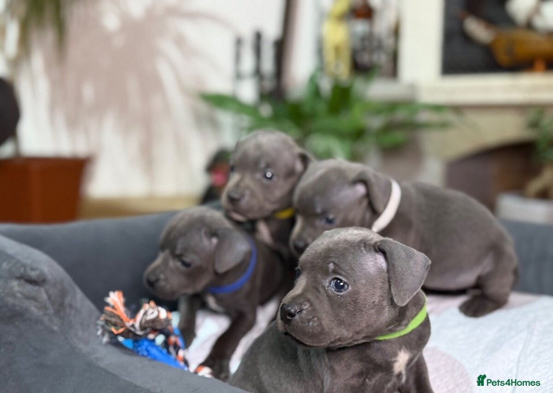 Staffordshire Bull Terrier dogs for sale: 🥰Beautiful Staffordshire puppies😍 - Advert 4