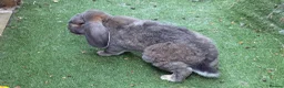 French Lop rabbits for sale: 3x French Lop rabbits (mum, daughter and dad) in Louth - Advert 4