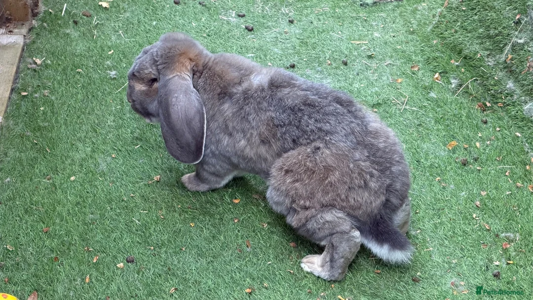 French Lop rabbits for sale: 3x French Lop rabbits (mum, daughter and dad) in Louth - Advert 4