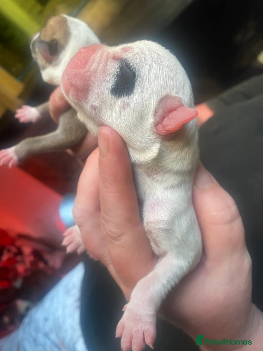 Staffordshire Bull Terrier dogs for sale: Fabulous litter  - Advert 10
