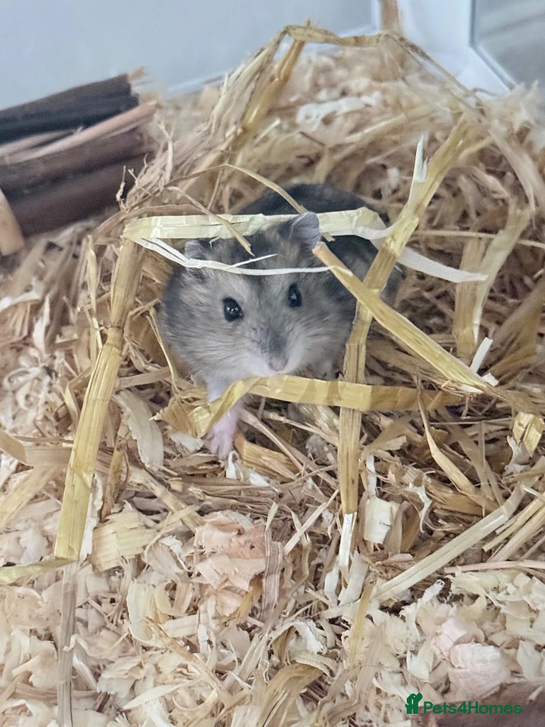 Hamster rodents for sale: Russian Dwarf hamsters  - Advert 2