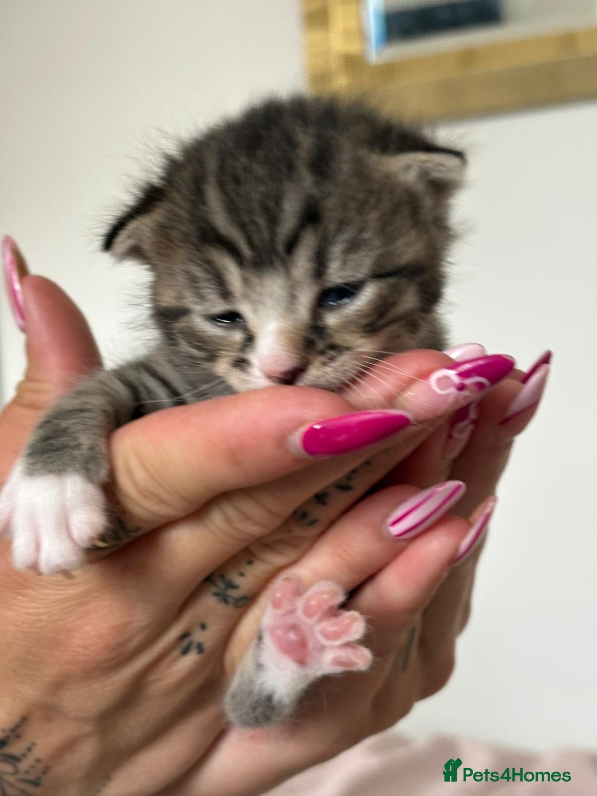Mixed Breed cats for sale: Mixed Beautiful Girls  - Advert 19