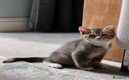 Mixed Breed cats for sale: British Short Hair Blue Cross Kittens For Sale!!!! - Image 2