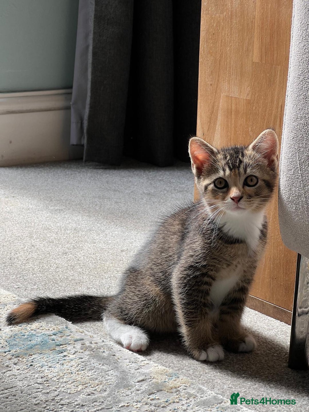 Mixed Breed cats for sale: British Short Hair Blue Cross Kittens For Sale!!!! - Image 2