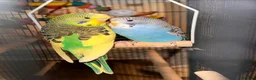 Budgerigars birds for sale: Beautiful Budgies for Sale - Advert 1