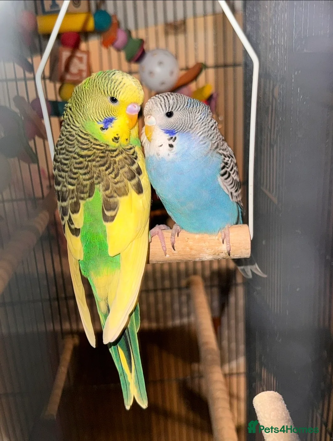 Budgerigars birds for sale: Beautiful Budgies for Sale - Advert 1
