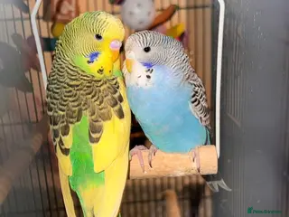 Budgerigars birds Beautiful Budgies for Sale - Advert 13