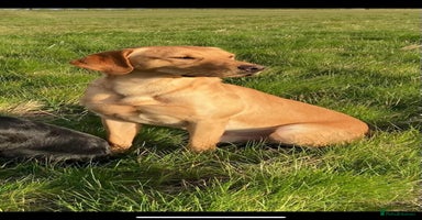 Labrador Retriever dogs in Ibstock - Advert 11