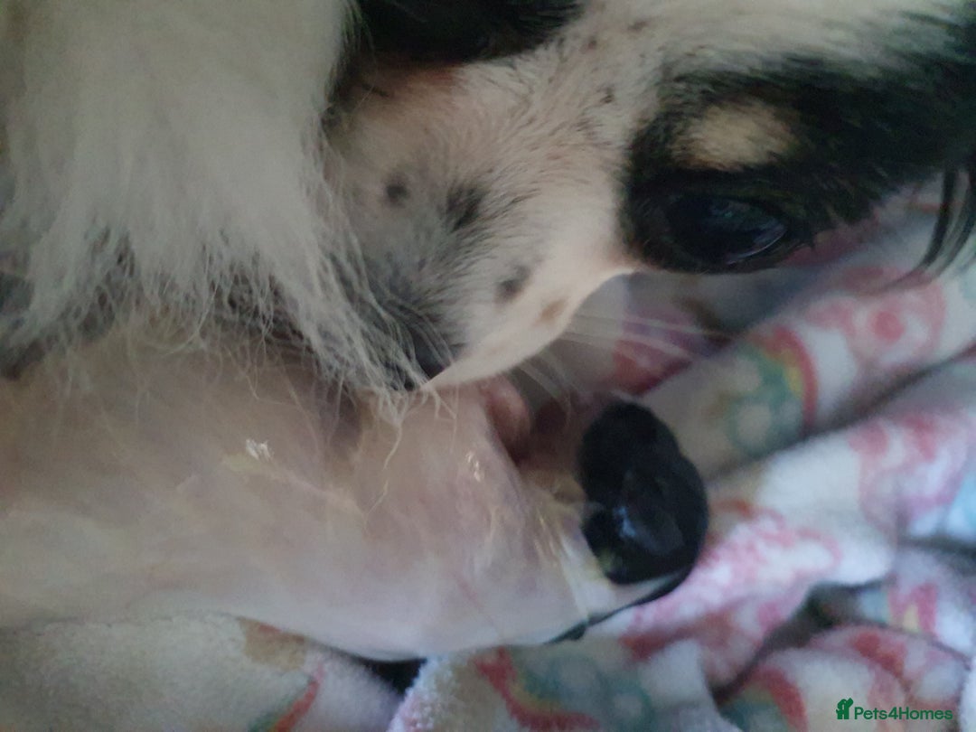 Chihuahua dogs for sale: Longcoat chihuahua  - Image 3