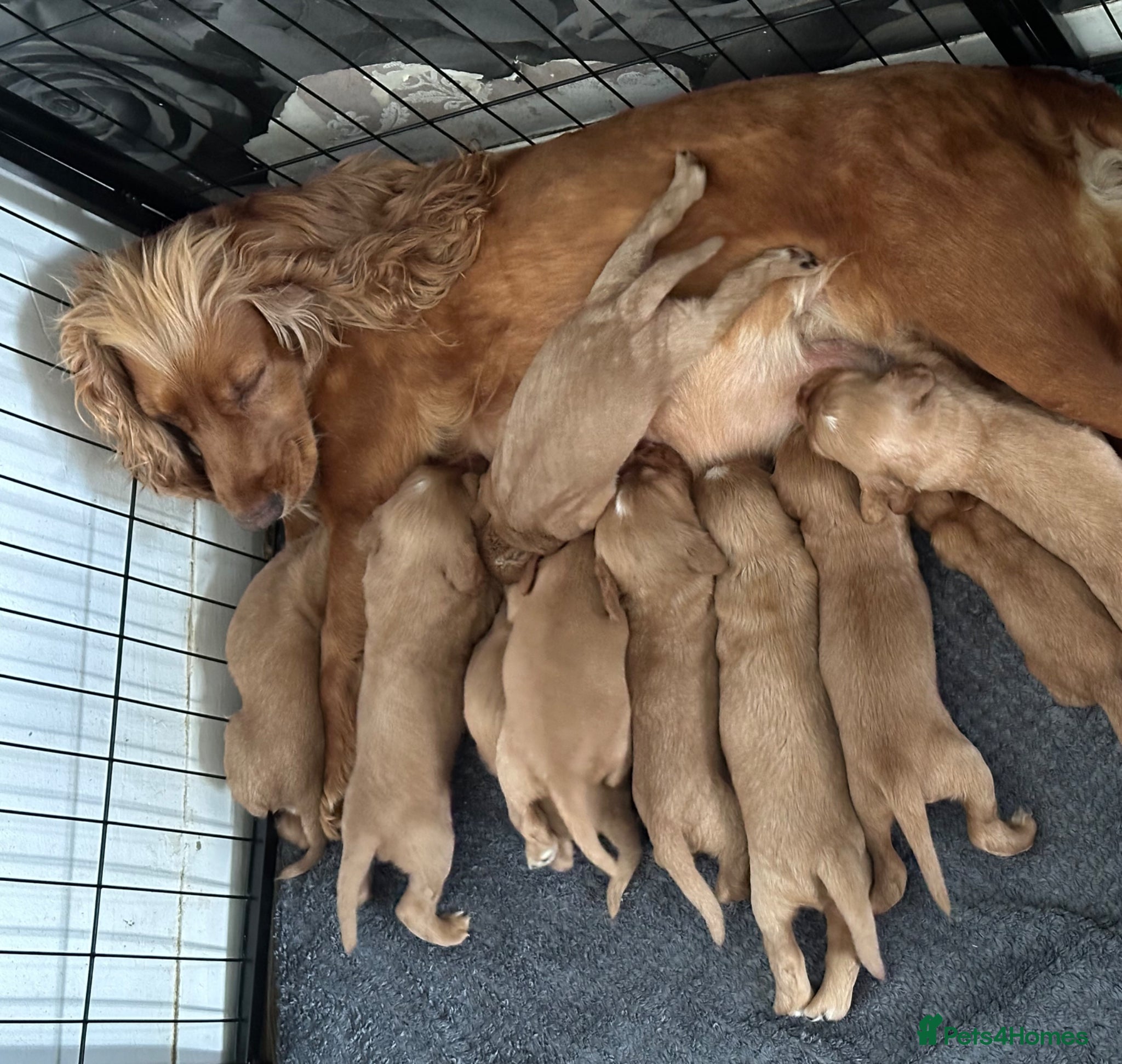 Cocker Spaniel dogs Beautiful top class red cockers  - Advert 1