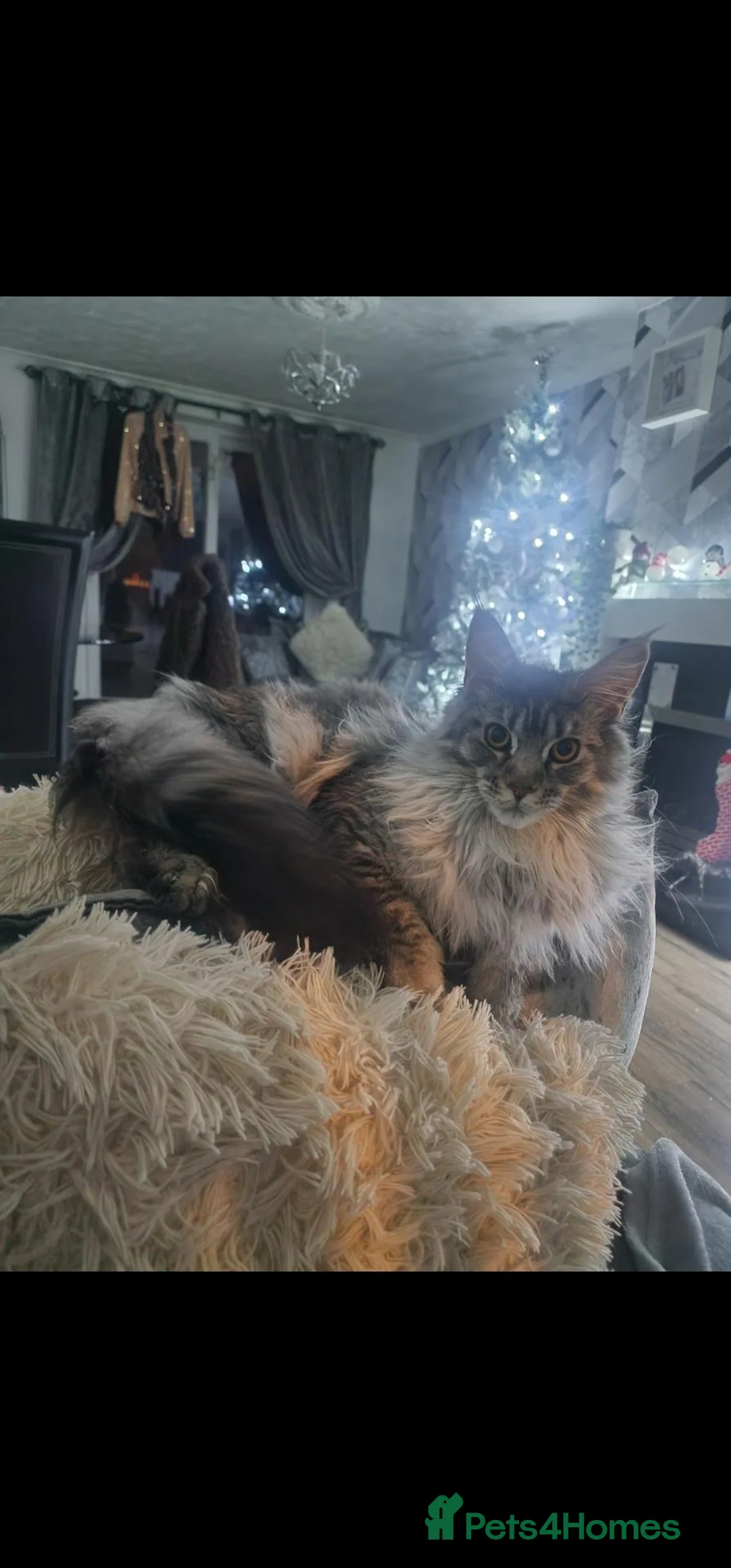 Maine Coon cats for sale: Female  maincoon  - Advert 2
