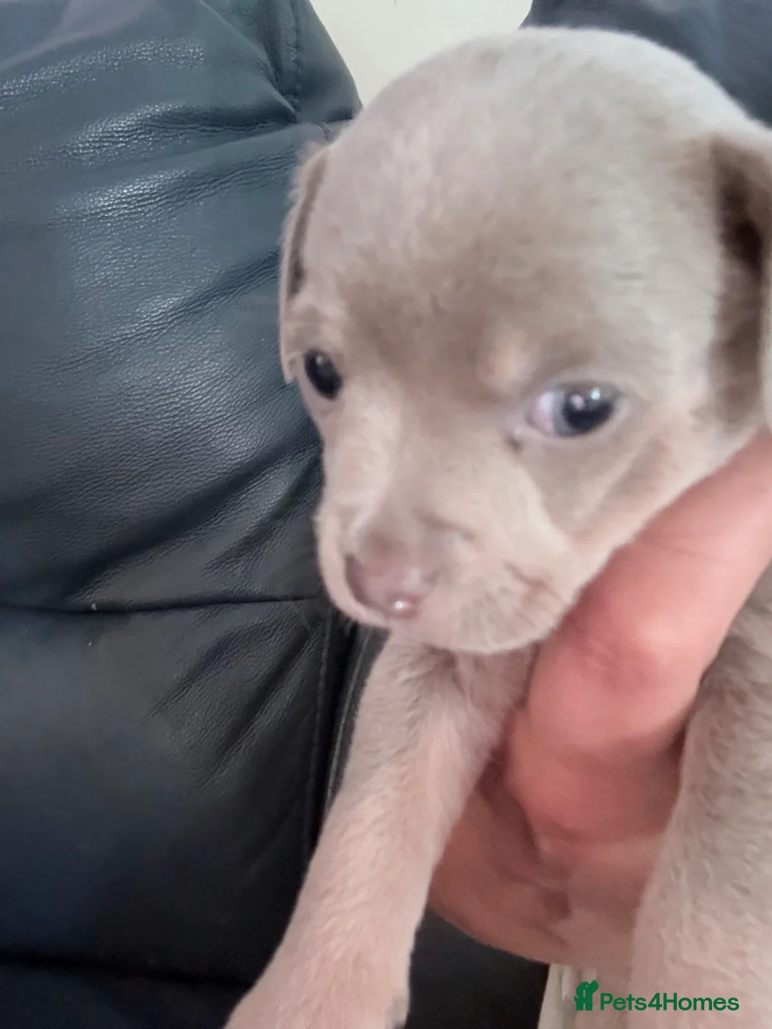 Chihuahua dogs for sale: 2 beautiful chihuahua pups  in Oxford - Advert 2