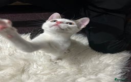 Toyger cats for sale: 4 beautiful Tabby kitties ready for new homes  - Advert 12