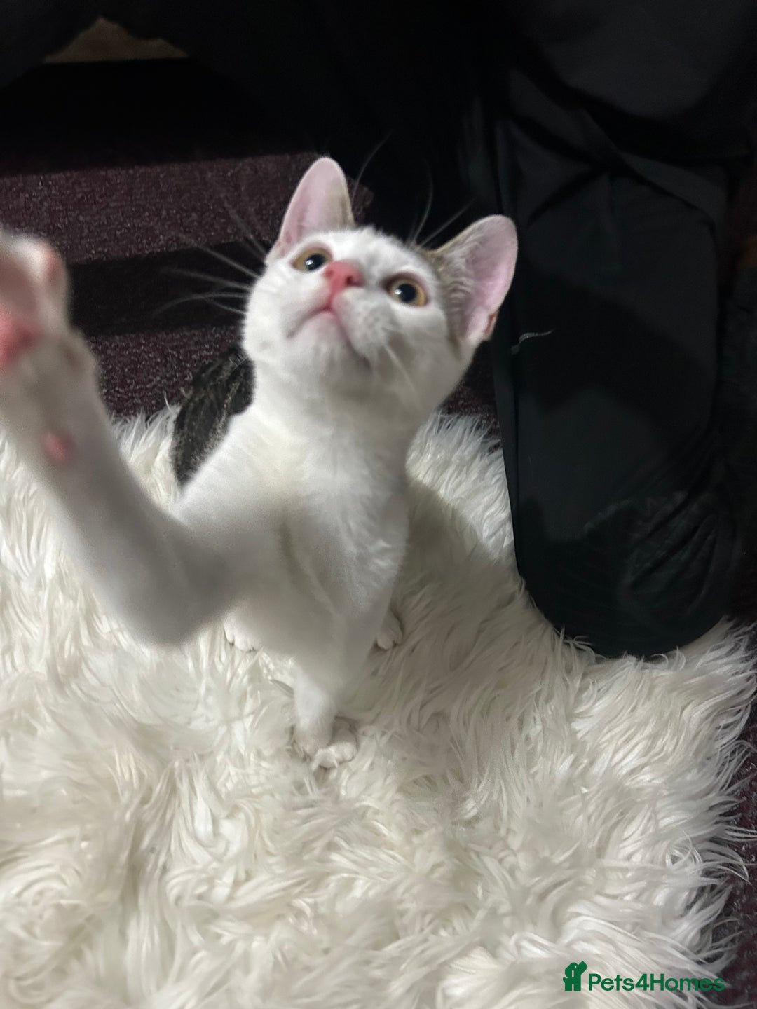 Toyger cats for sale: 4 beautiful Tabby kitties ready for new homes  - Advert 12