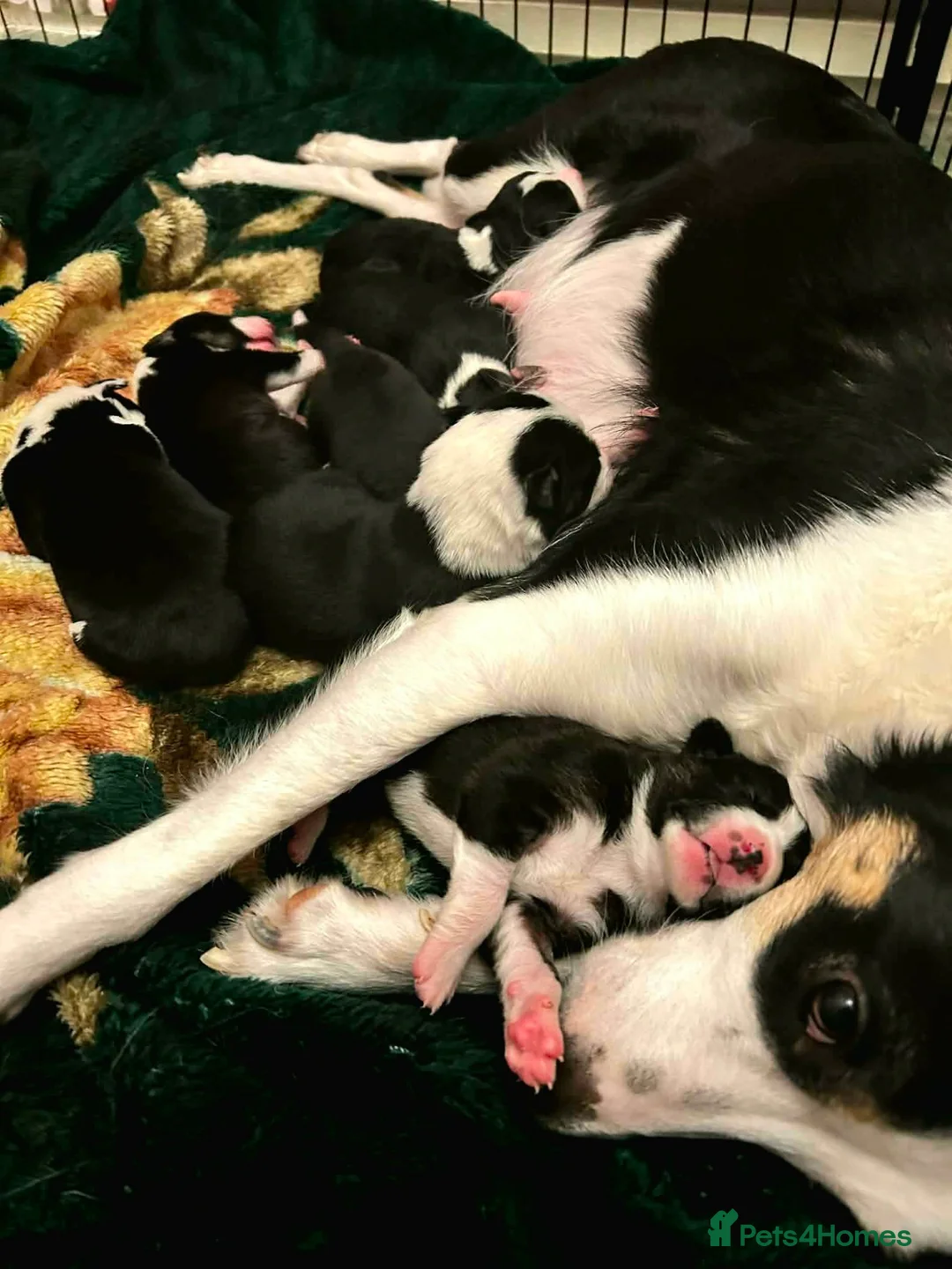 Border Collie dogs for sale: Litter of 2 beautiful male border collie puppies. - Advert 2