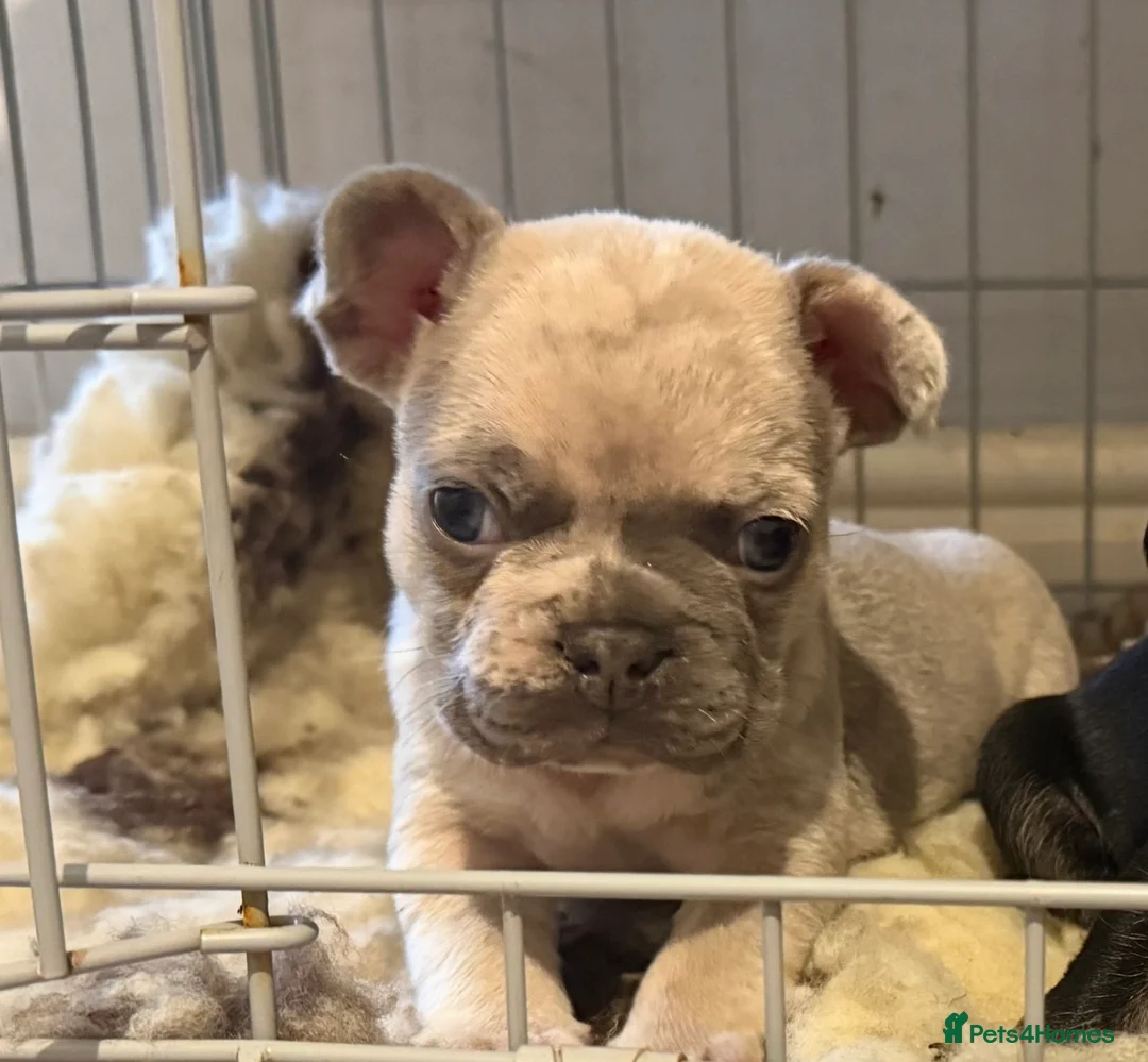 French Bulldog dogs for sale: KC French Bulldogs - Advert 2