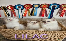 Ragdoll cats for sale: GCCF REGISTERED PEDIGREE RAGDOLL KITTENS - Image 4