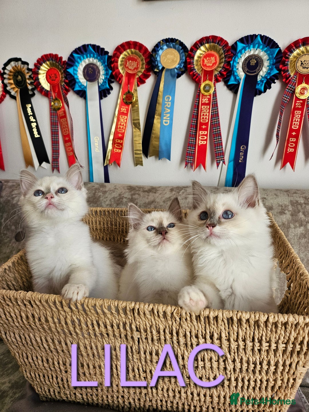 Ragdoll cats for sale: GCCF REGISTERED PEDIGREE RAGDOLL KITTENS - Image 4