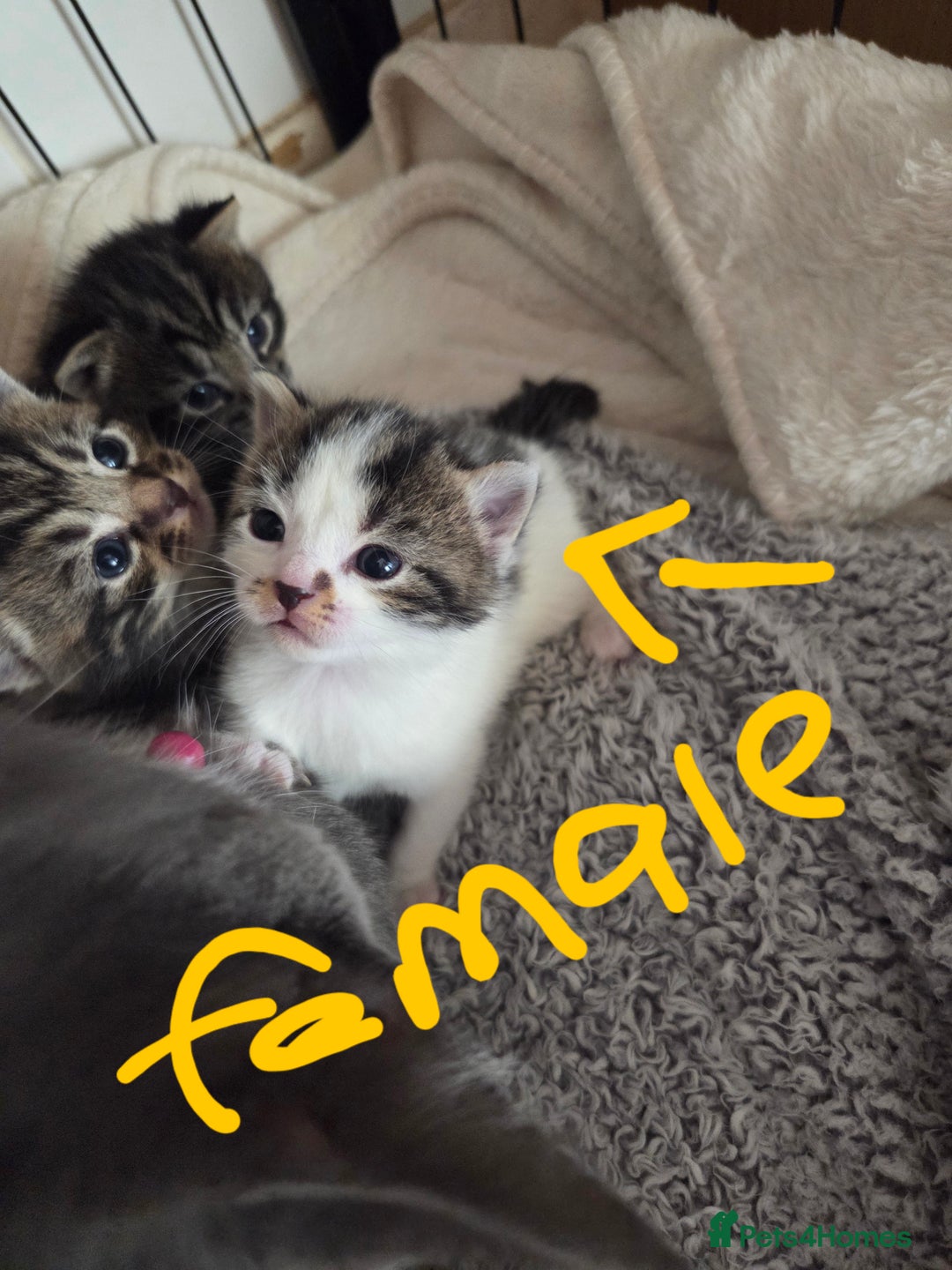 Mixed Breed cats for sale: 4 beautiful mixed breed kittens  - Advert 2
