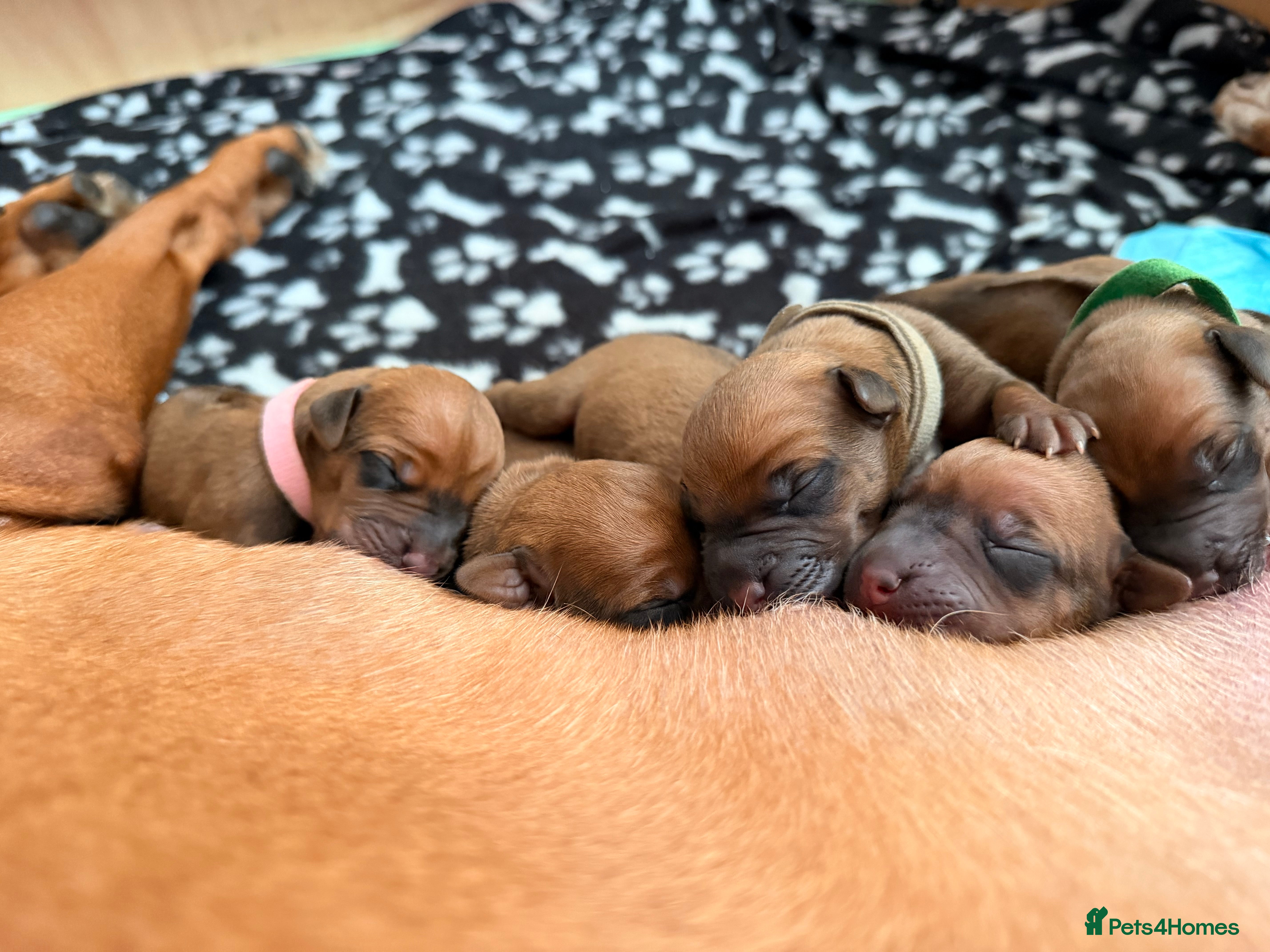 Rhodesian Ridgeback dogs Rhodesian Ridgeback Puppies For Sale - Advert 2