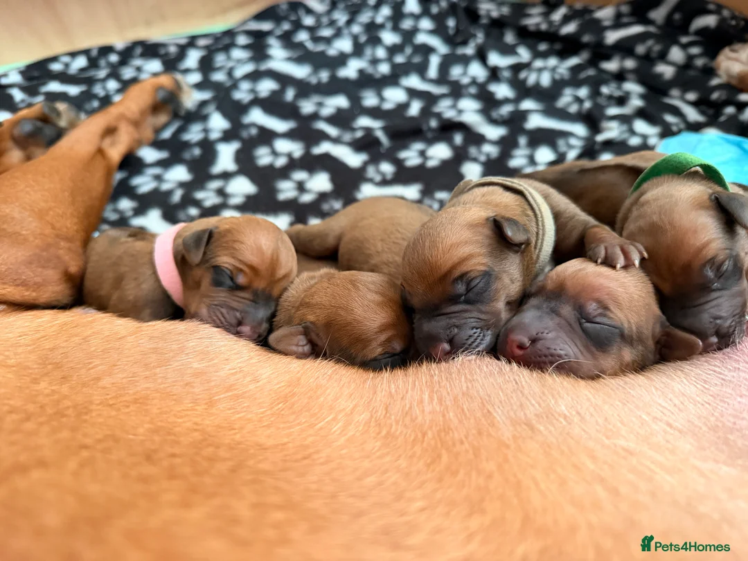 Rhodesian Ridgeback dogs for sale: Rhodesian Ridgeback Puppies For Sale in Basingstoke - Advert 2