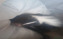 Ferret rodents for sale: Experienced home needed for special skunk - Image 4