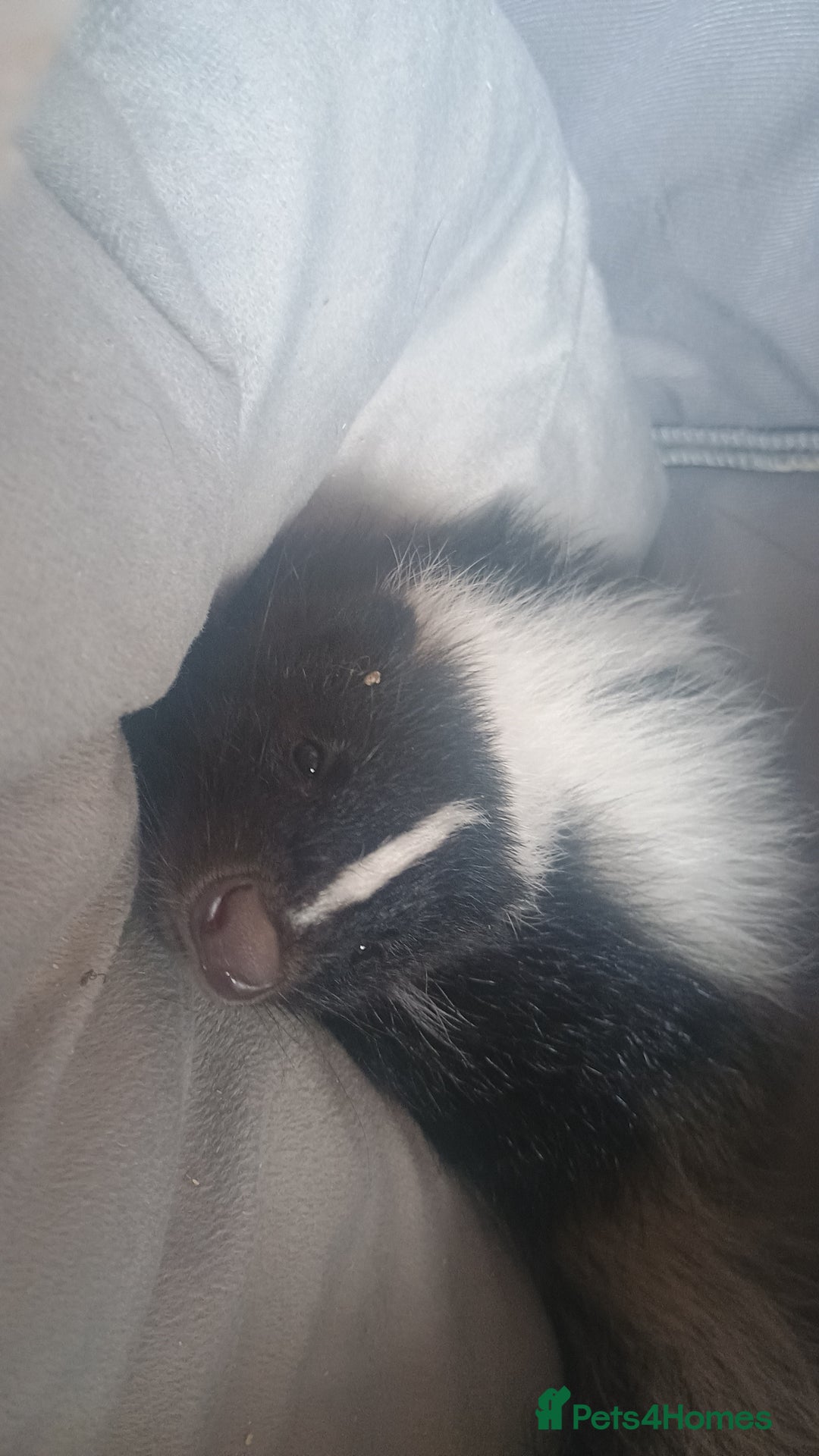 Ferret rodents for sale: Experienced home needed for special skunk - Image 4