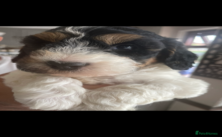 Cockapoo dogs - Advert 2