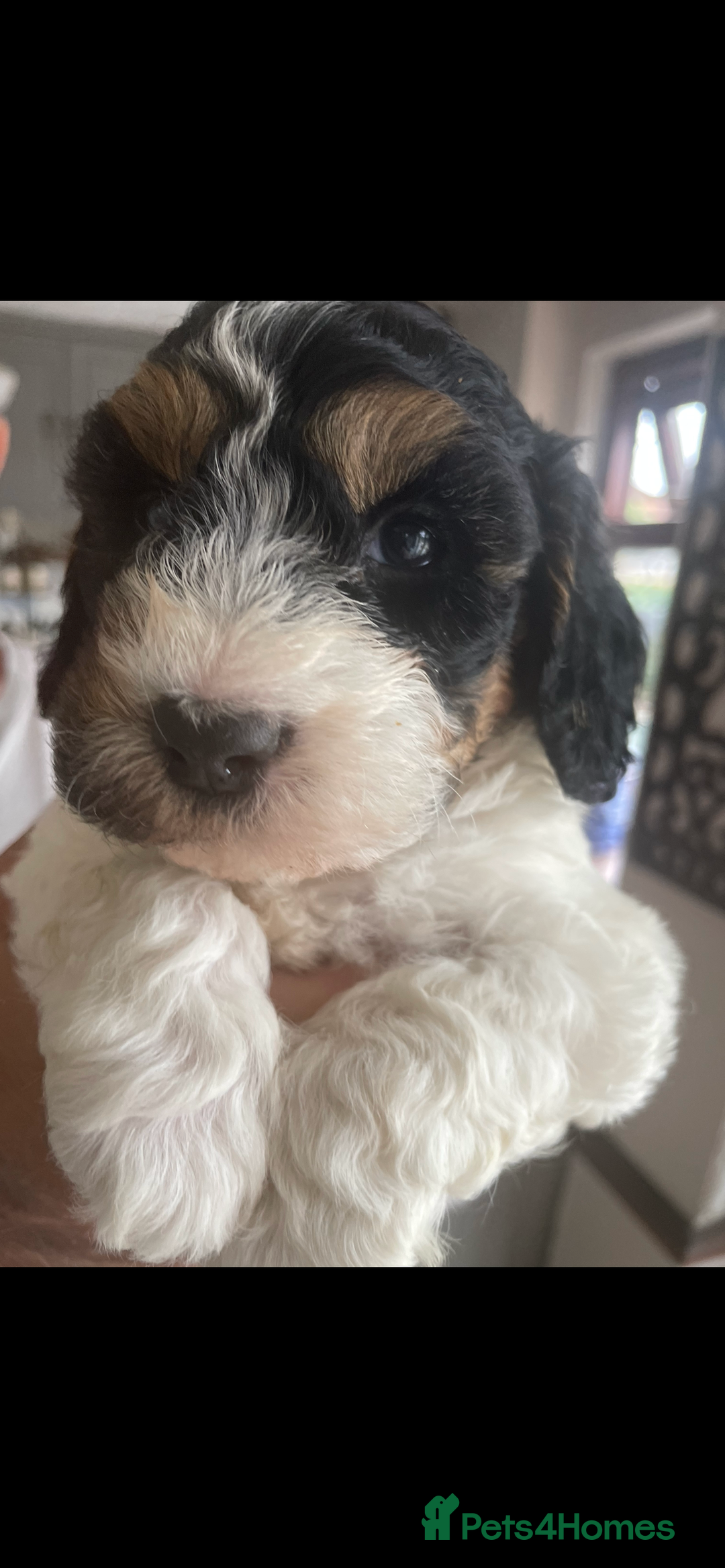 Cockapoo dogs for sale: Cockerpoo ready now blue roan tri - Image 1