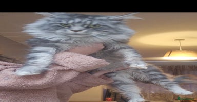 Maine Coon cats - Advert 3