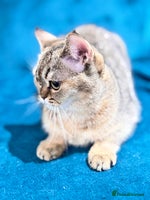 Scottish Fold cats - Advert 6