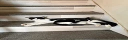 Mixed Breed cats for sale: Little princess — waiting for her special person!  - Advert 16