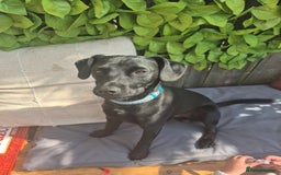 Patterdale Terrier dogs for sale: Kolbe  - Image 8