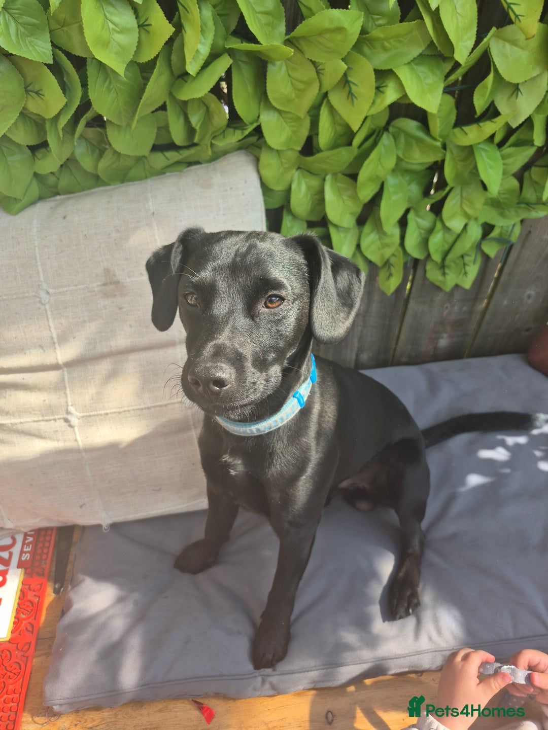 Patterdale Terrier dogs for sale: Kolbe  - Image 8