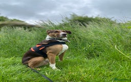 Mixed Breed dogs for sale: Toffee - Image 6
