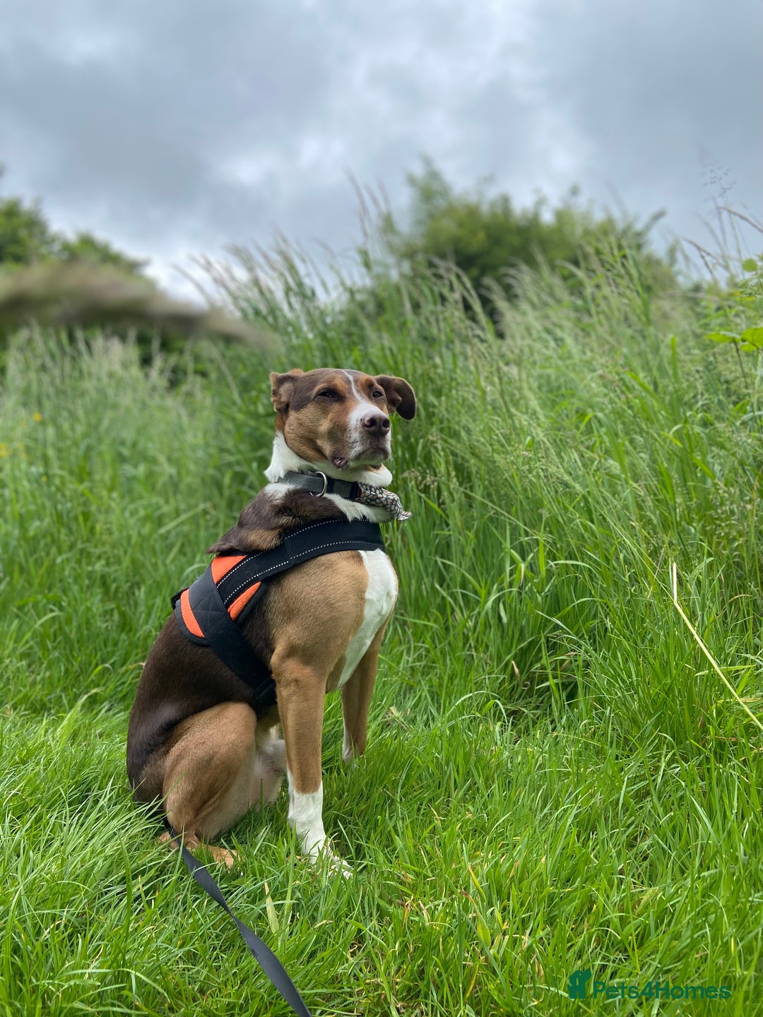 Mixed Breed dogs for sale: Toffee - Image 6