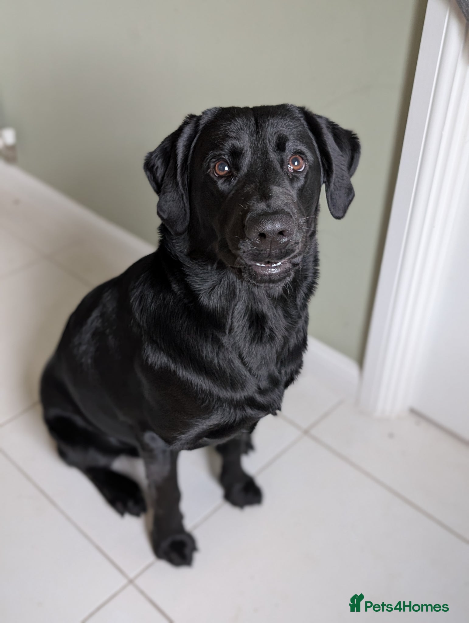 Goldador dogs Loving Family Dog for Sale – Urgent 🐾 - Advert 2