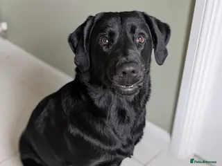 Goldador dogs Loving Family Dog for Sale – Urgent 🐾 - Advert 3